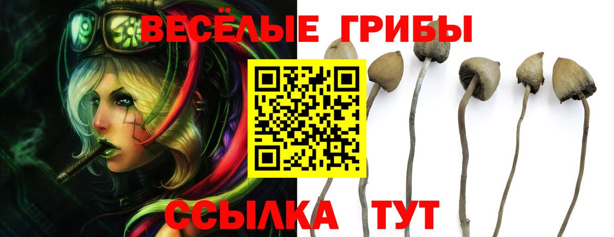 Анжеро-Судженск  Галлюциногенные грибы прущие грибы  Вход с VPN 